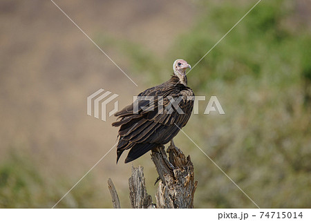 The adult hooded vulture (Necrosyrtes monachus) stood on the branch. Close-up. Large numbers of animals migrate to the Masai Mara National Wildlife Refuge in Kenya, Africa. 2016. 74715014
