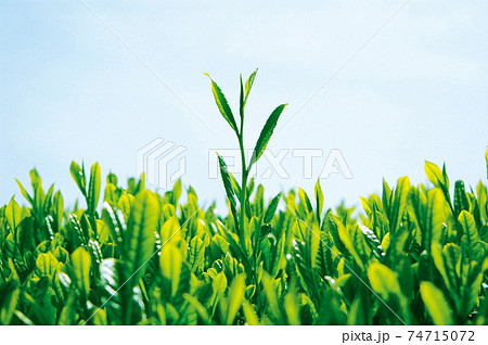 新茶シーズンの茶畑 新茶シーズンの茶畑 74715072