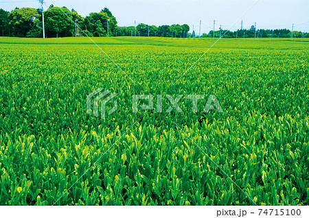 新茶シーズンの茶畑 74715100