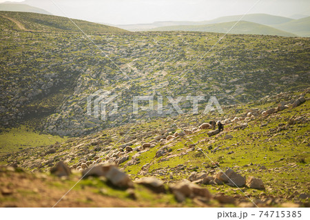 shepherd and flock of sheep shepherd and flock of sheep 74715385