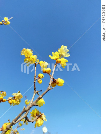 ロウバイの花と青空 74715681