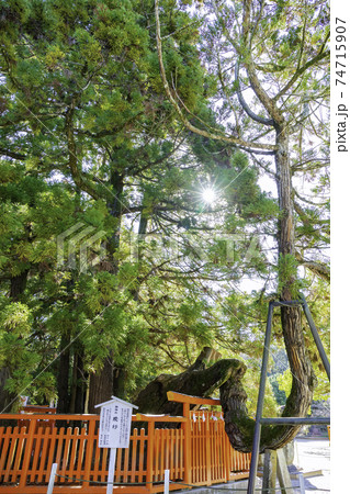 福岡のパワースポット　香椎宮　御神木の綾杉 74715907