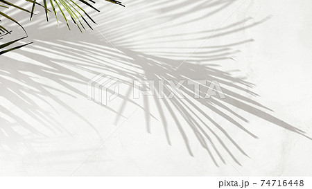 植物の影のイメージ素材- 複数のバリエーションがあります 74716448
