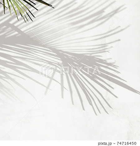 植物の影のイメージ素材- 複数のバリエーションがあります 植物の影のイメージ素材- 複数のバリエーションがあります 74716450