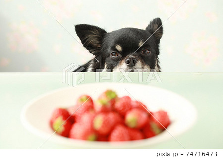 テーブル上のいちごとロングコートチワワの写真素材