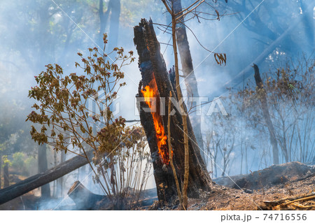 Forest after a fire . Trees that are severely damaged by fire 74716556
