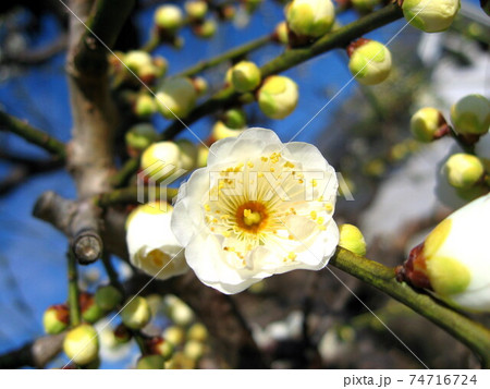 梅の花 74716724