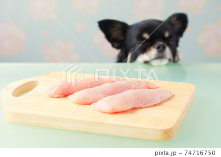 まな板上の生の鶏胸肉と黒いチワワ 74716750