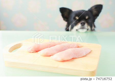 まな板上の生の鶏胸肉と黒いチワワ まな板上の生の鶏胸肉と黒いチワワ 74716752