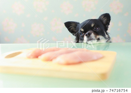 まな板上の生の鶏胸肉と黒いチワワ 74716754
