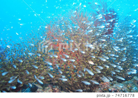 沖縄の海 イソバナとキンメモドキの群れ 沖縄の海 イソバナとキンメモドキの群れ 74716778