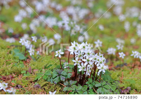 梅花黄蓮　白く愛らしい花　早春　（高知県　佐川町）	 74716890