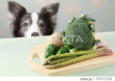まな板に盛られた生野菜とボーダーコリーの写真素材
