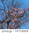 梅の花 74718068