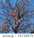 梅の木 74718079