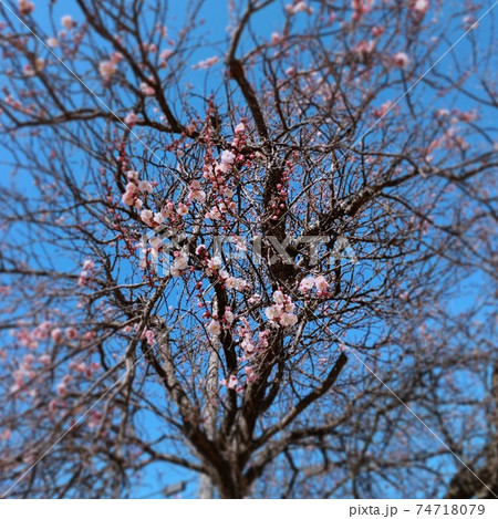梅の木 梅の木 74718079