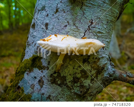 Close-up of a pair of Polyporus squamosus mushrooms growing on a live tree in the forest Close-up of a pair of Polyporus squamosus mushrooms growing on a live tree in the forest 74718320
