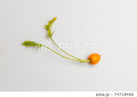 かわいいにんじん Cute beautiful fresh carrot photo かわいいにんじん Cute beautiful fresh carrot photo 74718408