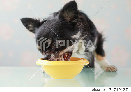 黄色い器に入ったササミを食べる黒いチワワ 74719127