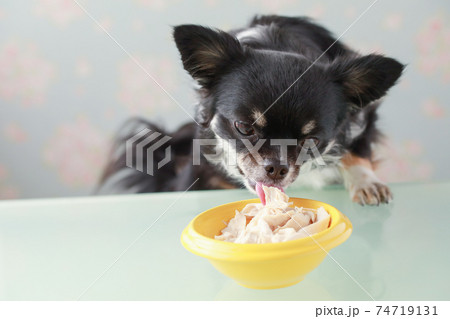 黄色い器に入ったササミを食べる黒いチワワ 74719131