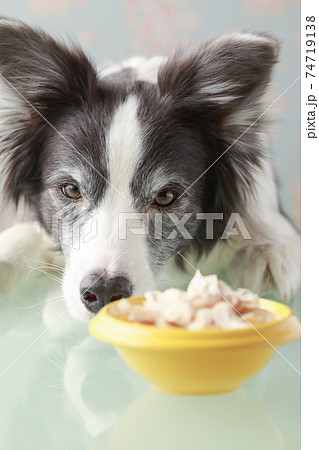 黄色い器に入ったササミを食べる白黒のボーダーコリーの写真素材