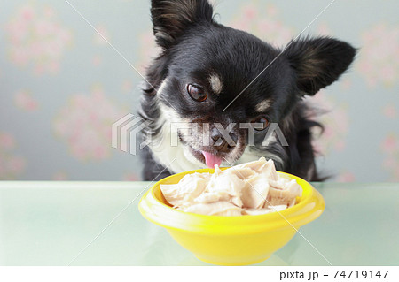 黄色い器に入ったササミを食べる黒いチワワ 74719147
