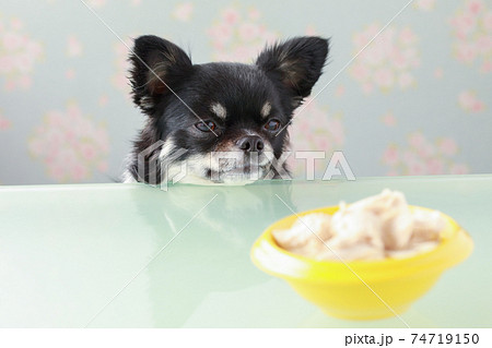 黄色い器に入ったササミを食べる黒いチワワ 74719150