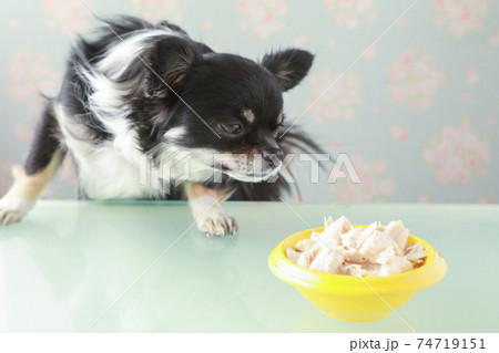 黄色い器に入ったササミを食べる黒いチワワ 74719151