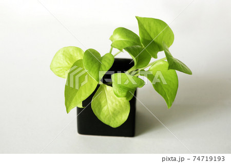 観葉植物 冬のポトス ライムの写真素材