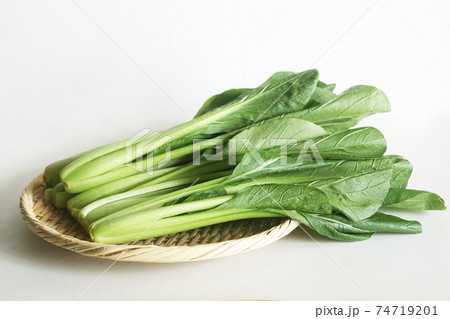野菜 小松菜 野菜 小松菜 74719201