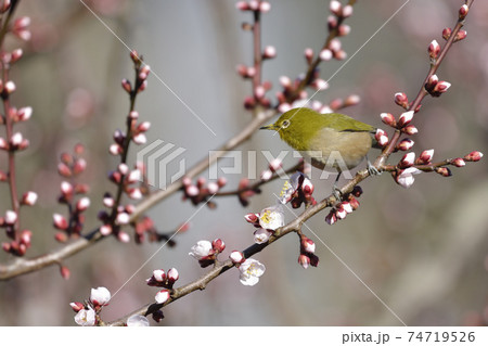 咲きはじめの梅花【早春】図鑑風メジロ 74719526