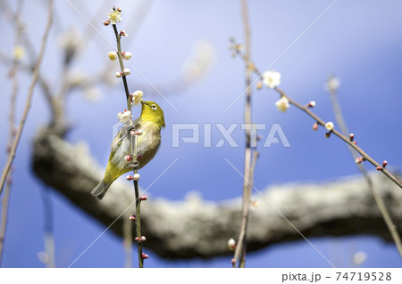 咲きはじめの白梅【早春】図鑑風メジロ 74719528