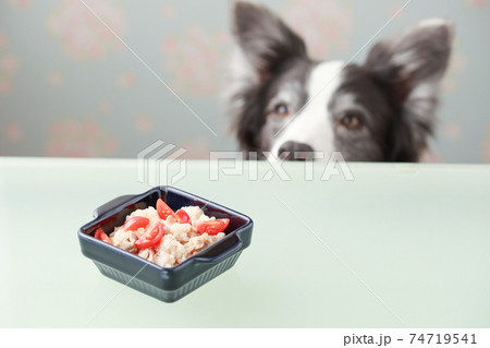 テーブル上の食事とそれを待つボーダーコリー テーブル上の食事とそれを待つボーダーコリー 74719541