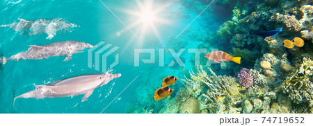 Underwater scene with dolphins and colorful coral reef full of red fish. 74719652