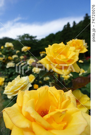 満開のバラ 薔薇 ばら 満開のバラ 薔薇 ばら 74720076
