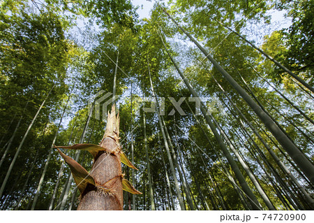 竹林の命-3、初夏の筍の風景 74720900