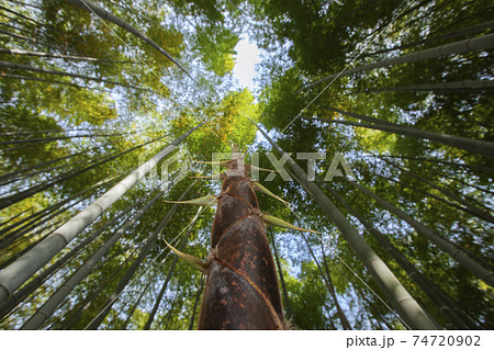 竹林の命、初夏の筍の風景 74720902