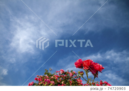 五月の空と赤いバラ-2 74720903