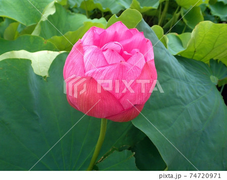 開花間近のハスの花 開花間近のハスの花 74720971