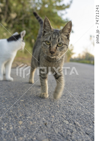 鹿児島県の桜島溶岩なぎさ公園に住んでいる野良猫。 74721241