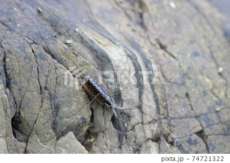 フナムシ 74721322