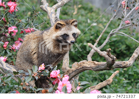 ツバキとホンドタヌキ 74721337