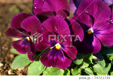 春を告げるパンジーの花 春を告げるパンジーの花 74721730