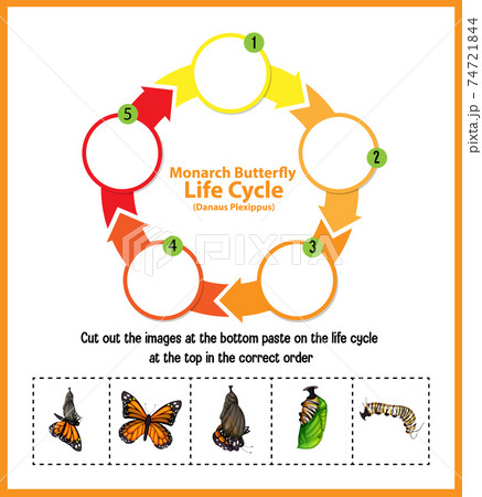Diagram showing life cycle of Butterfly Diagram showing life cycle of Butterfly 74721844