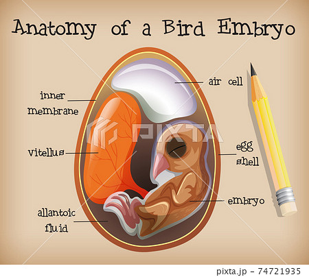 Anatomy of a Bird Embryo 74721935