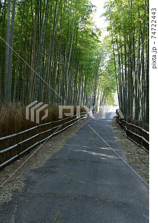 冬の旭公園 竹林の道 冬の旭公園 竹林の道 74722443