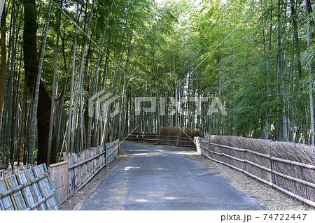 冬の旭公園 竹林の道 冬の旭公園 竹林の道 74722447