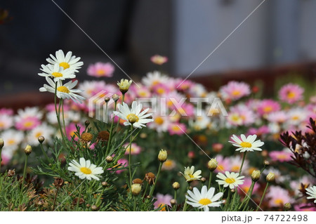 春の街の団地の花壇に咲く白やピンクのマーガレットを背景にした白いマーガレットの写真素材