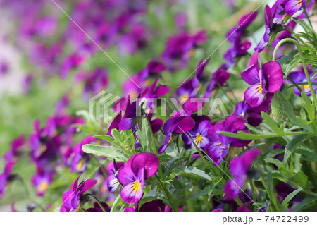 街の道端に咲く満開の紫色のパンジーの写真素材