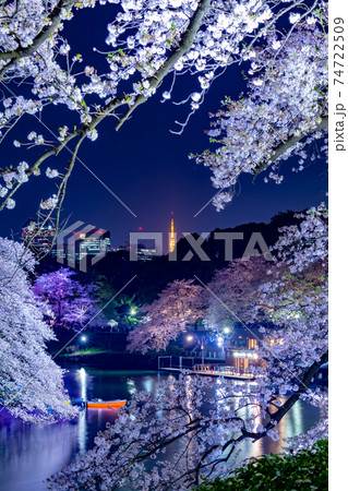 千鳥ヶ淵の夜桜 74722509